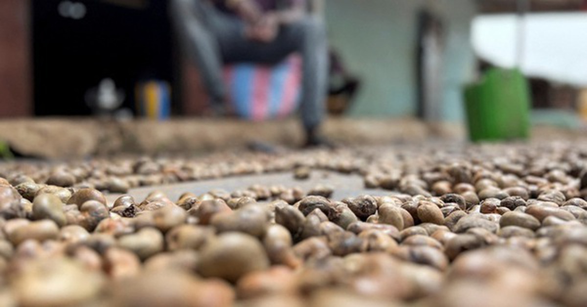 "Vàng treo trên cây" giúp Việt Nam xuất khẩu bỏ xa thế giới, nhưng vẫn phải mua hàng trăm nghìn tấn từ Campuchia
