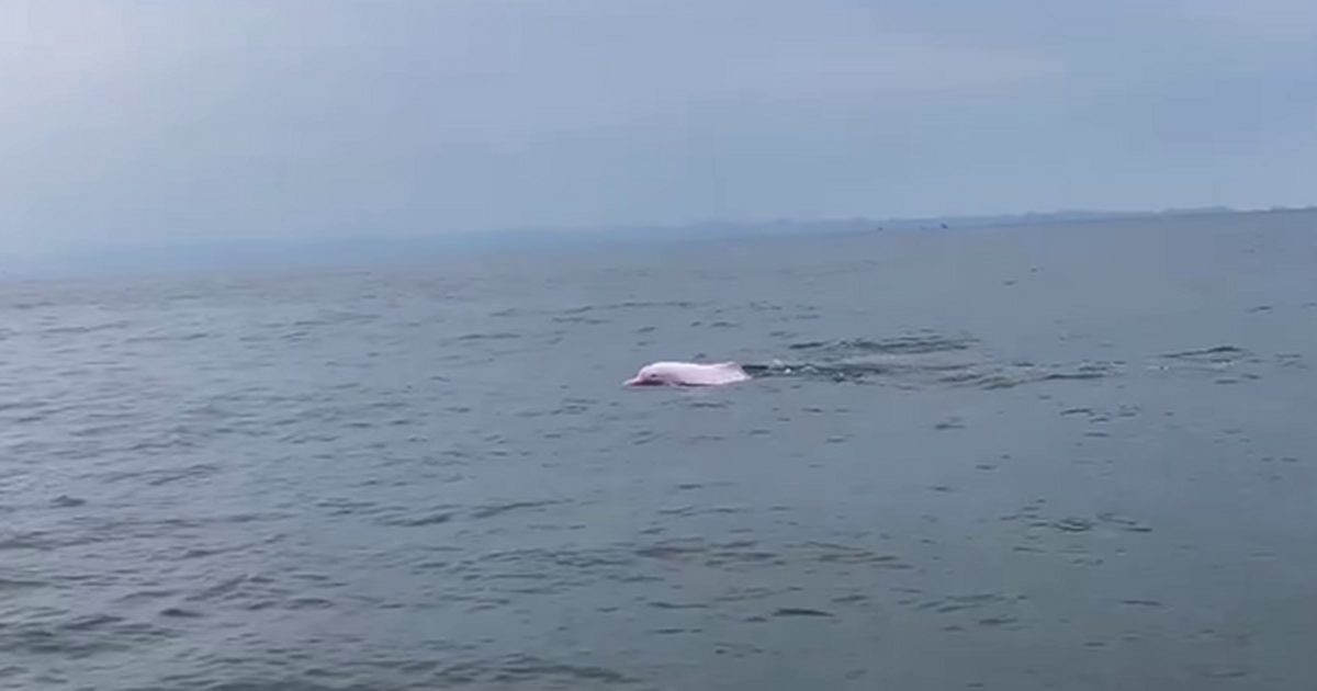 VIDEO: Cá heo trắng quý hiếm tung tăng bơi lội trên vùng biển Đồ Sơn