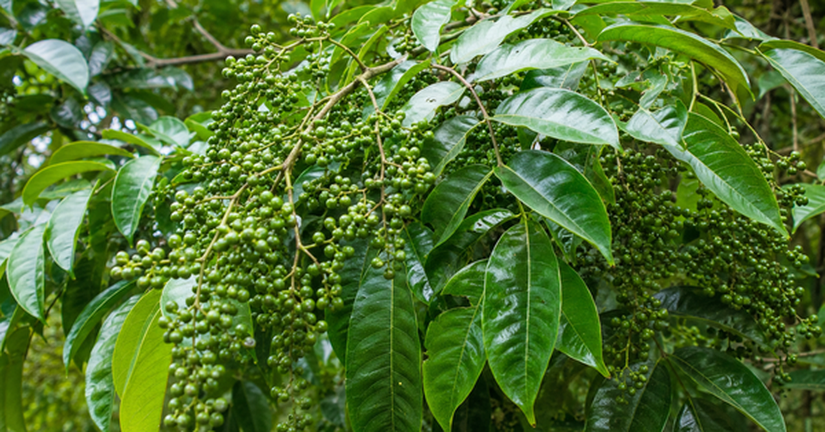 Thứ quả rừng từng rẻ như cho nay giá vọt lên 350.000đ/kg: "Đệ nhất gia vị" được dân sành ăn săn lùng