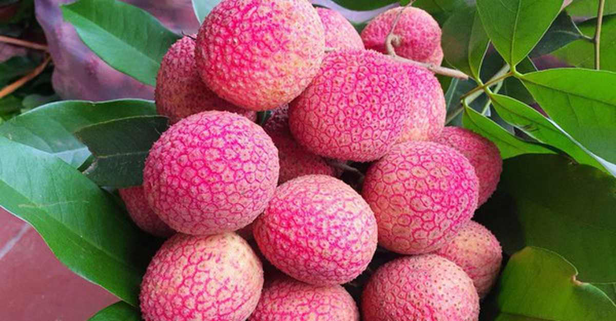 Loại vải to như quả trứng gà, giá 400.000 đồng/kg vẫn không có hàng để ăn tại Thanh Hà