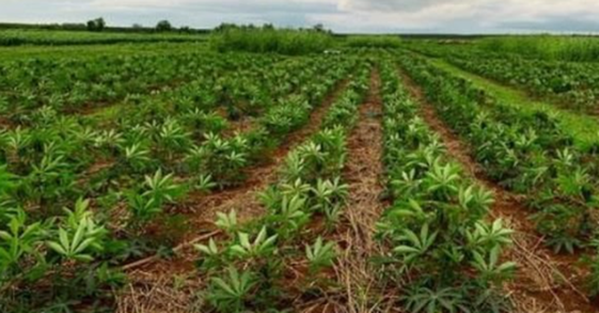 Mỏ "vàng trắng dưới lòng đất" của Việt Nam vừa đón tin cực vui từ Hàn Quốc