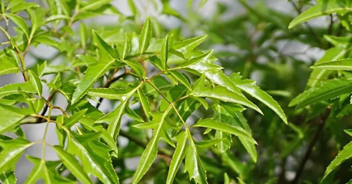 Tại sao cây đinh lăng được người xưa trồng trước nhà?