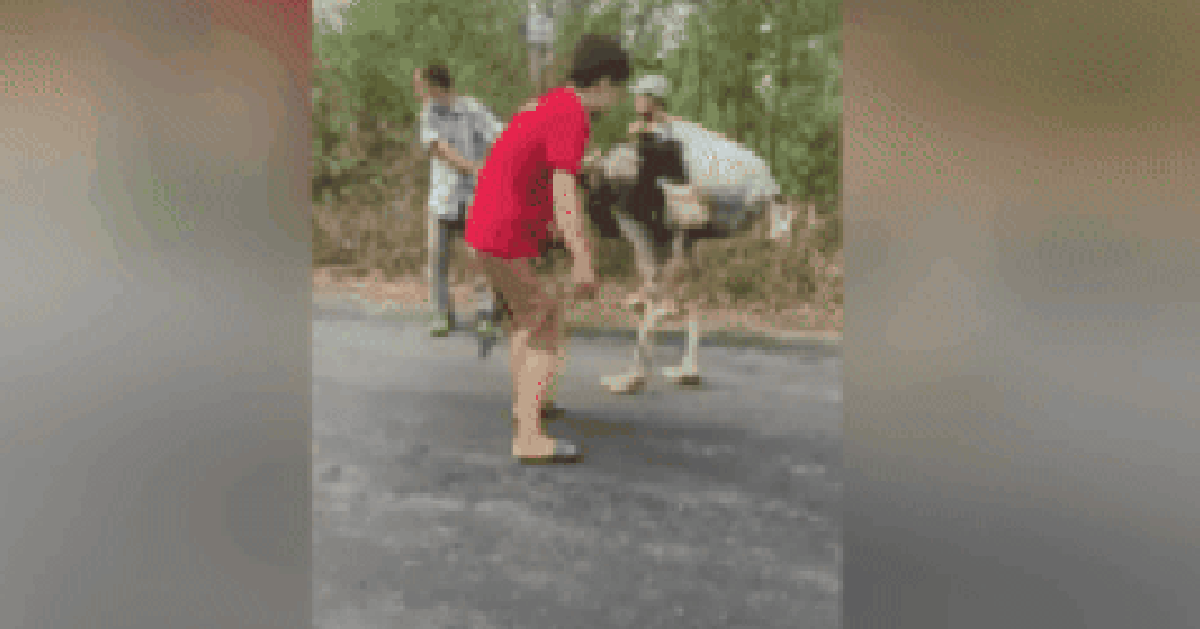 CLIP: 8 con đà điểu rơi từ xe tải xuống đường ở Tây Ninh, 6 con chết