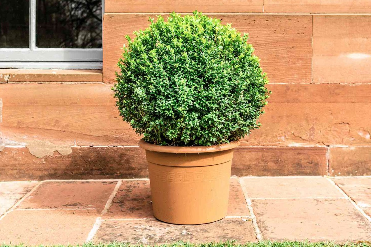 3 lý do nên trồng cây hoàng dương trước cửa nhà