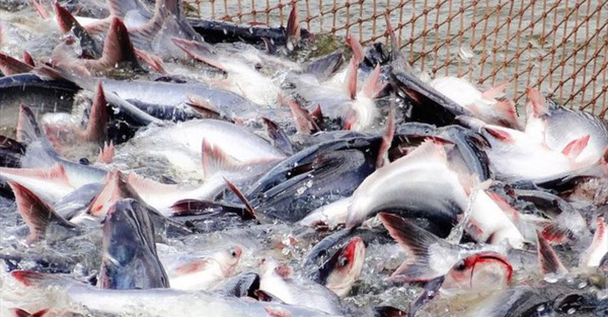 Mỹ báo tin vui cho một mặt hàng chủ lực của Việt Nam
