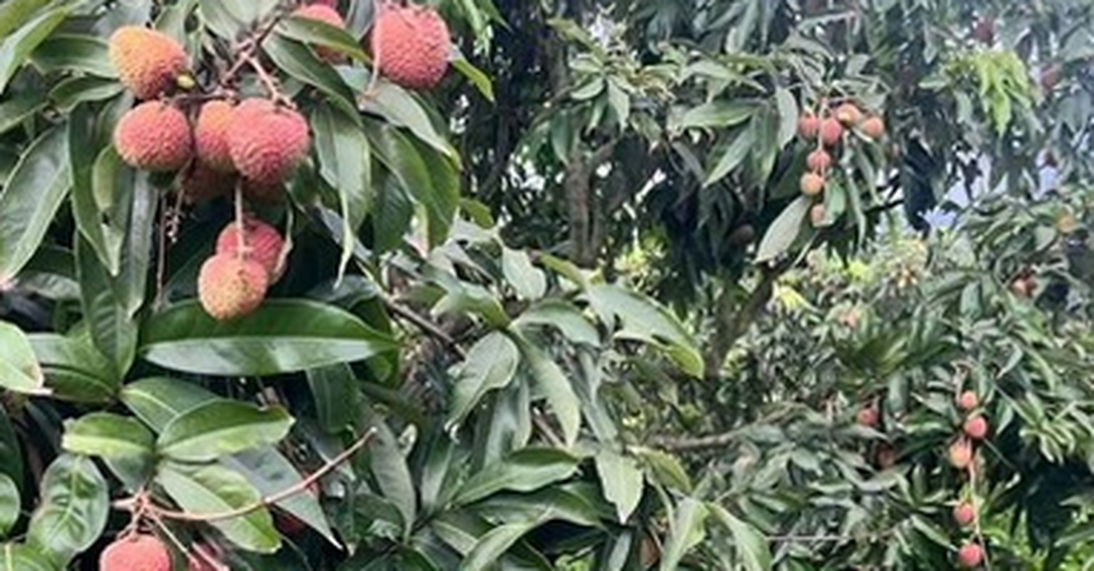 Sau Trung Quốc, Ấn Độ cũng trồng loại cây Việt Nam đang vào mùa: Được mệnh danh ‘vàng đỏ’ trên cây, năng suất 100 kg quả/ha