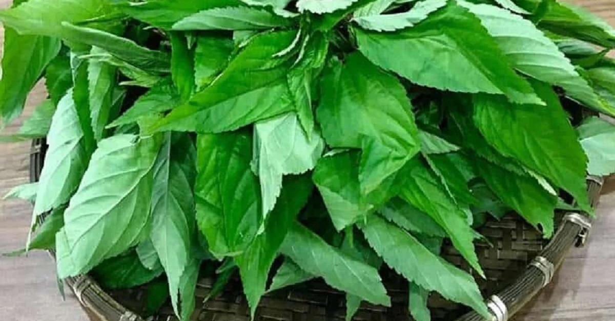 Loại rau bị nhiều người Việt chê, ở Nhật Bản được coi là “nhân sâm xanh ...
