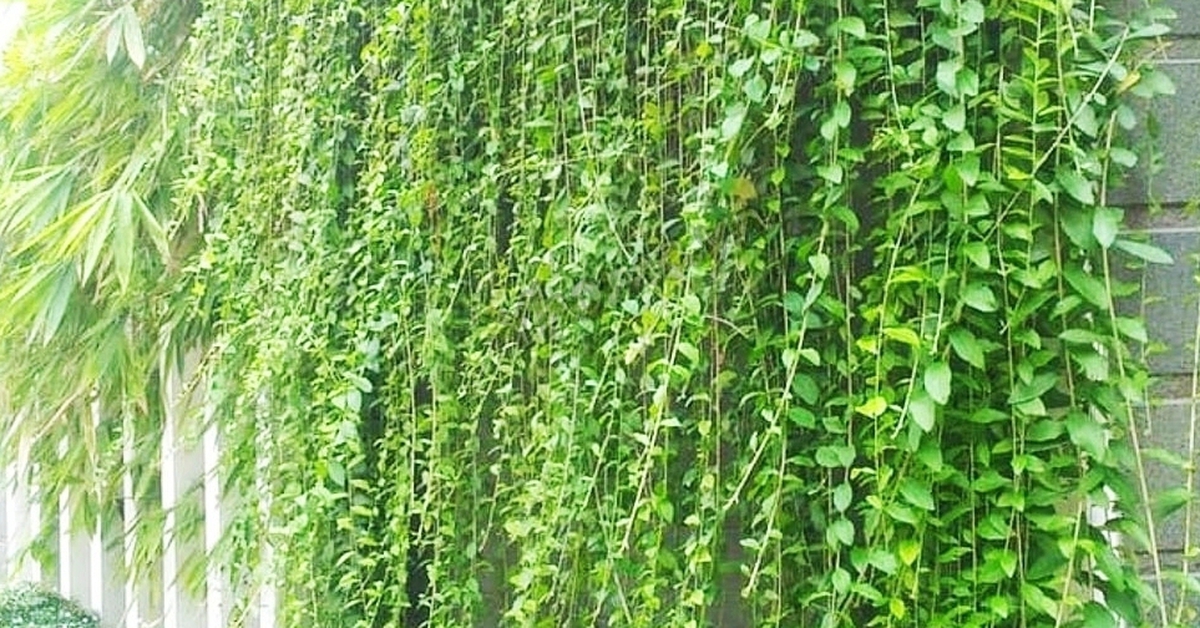 5 loại cây treo rủ chống nóng cho ban công mùa hè