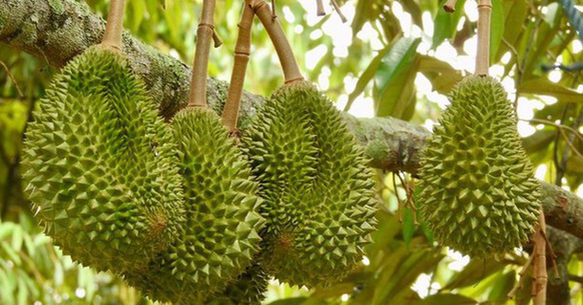 Tránh Việt Nam và Thái Lan, một đối thủ sầu riêng chọn lối đi riêng: Không chạy theo sản lượng, tập trung bán phân khúc cao cấp tại Trung Quốc
