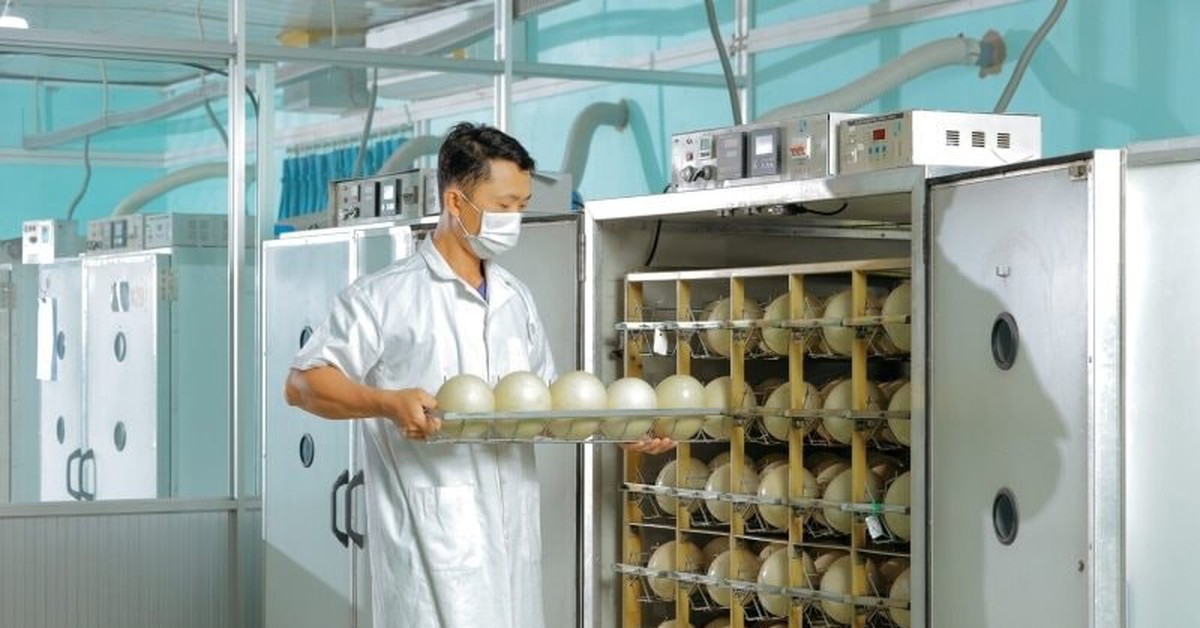 Trung tâm làm ra quả trứng nặng 1,5kg giá nửa triệu của một đại gia Việt: Chi phối 60% thị phần, công nhân phải canh hứng từng quả trứng