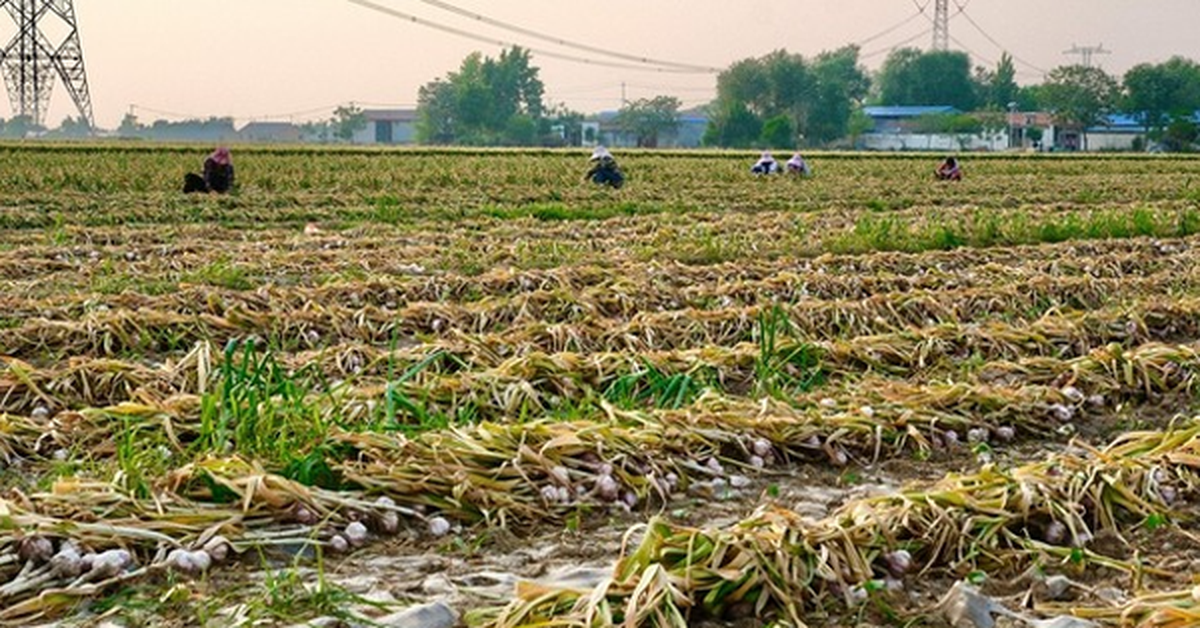 Không phải vải hay sầu riêng, Trung Quốc lo mất mùa một loại nông sản Việt Nam đang trồng rất nhiều: Diện tích trồng hơn 800.000 ha, đang xuất khẩu đứng đầu thế giới