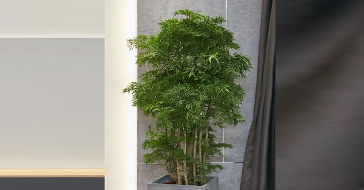 Đặt cây đinh lăng đúng cách, gia tăng tài lộc cho gia đình