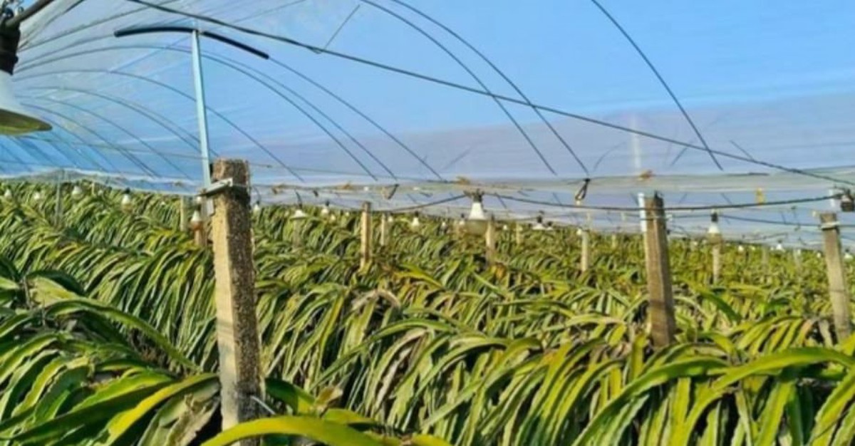 Không phải sầu riêng, Trung Quốc than khó với loại trái cây Việt Nam đang sản xuất đứng đầu thế giới: Giá chạm đáy 18.000 đồng/kg