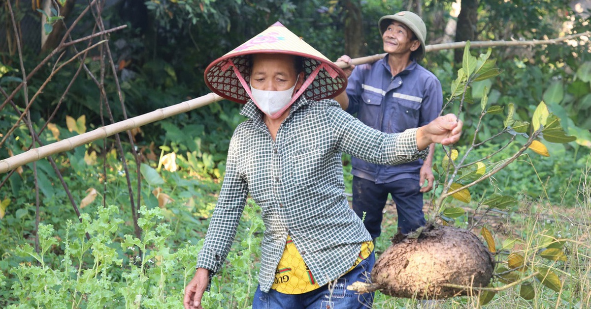 Săn trứng kiến trong rừng, kiếm tiền triệu mỗi ngày