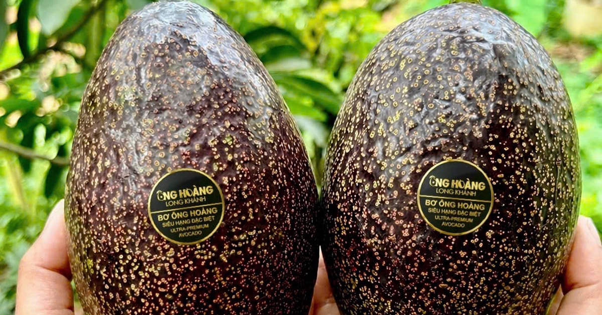 Bơ 160.000 đồng/kg vẫn ‘cháy hàng’, khách muốn mua phải đặt trước cả tháng