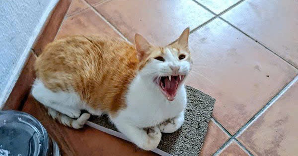 Cháu bé 5 tuổi tử vong nghi do mắc bệnh dại