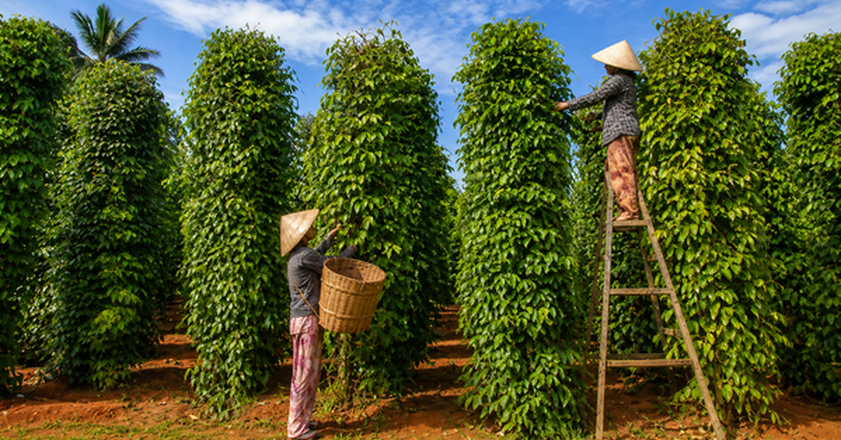 Tin vui cho nông sản Việt: Một mặt hàng gia vị Việt đang được Mỹ chi đậm gom mua, mang về hơn 600 triệu USD chỉ sau 4 tháng