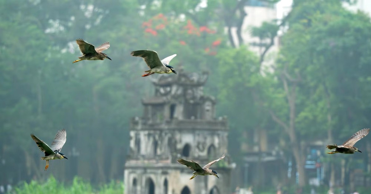 Cảnh tượng ngay tại Hồ Gươm, Hà Nội khiến nhiều người phải thốt lên: Không tin vào mắt mình!