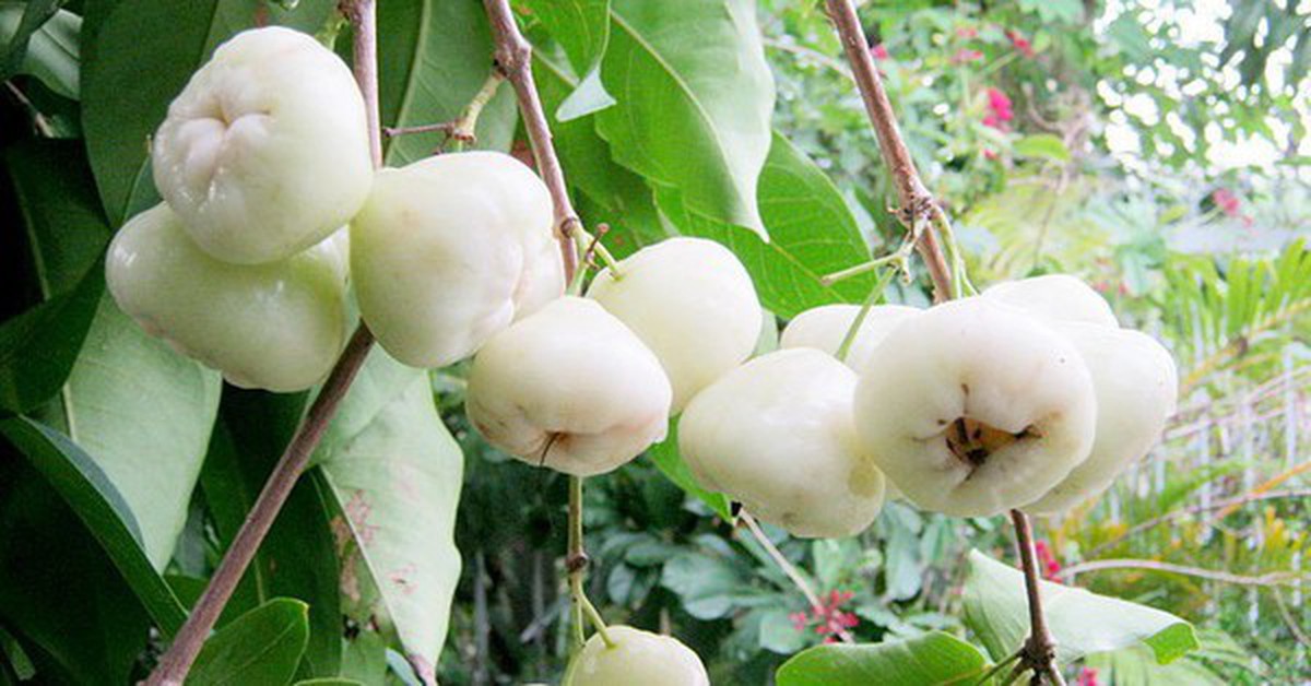 Thứ quả quê chín rụng ít ai nhặt: Sang nước ngoài giá vài trăm nghìn/kg, được ví như "vua trái cây"