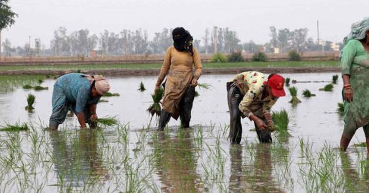 Gạo Ấn Độ, Thái Lan, Việt Nam sắp đón sóng gió, ‘thủ phạm’ là ai?