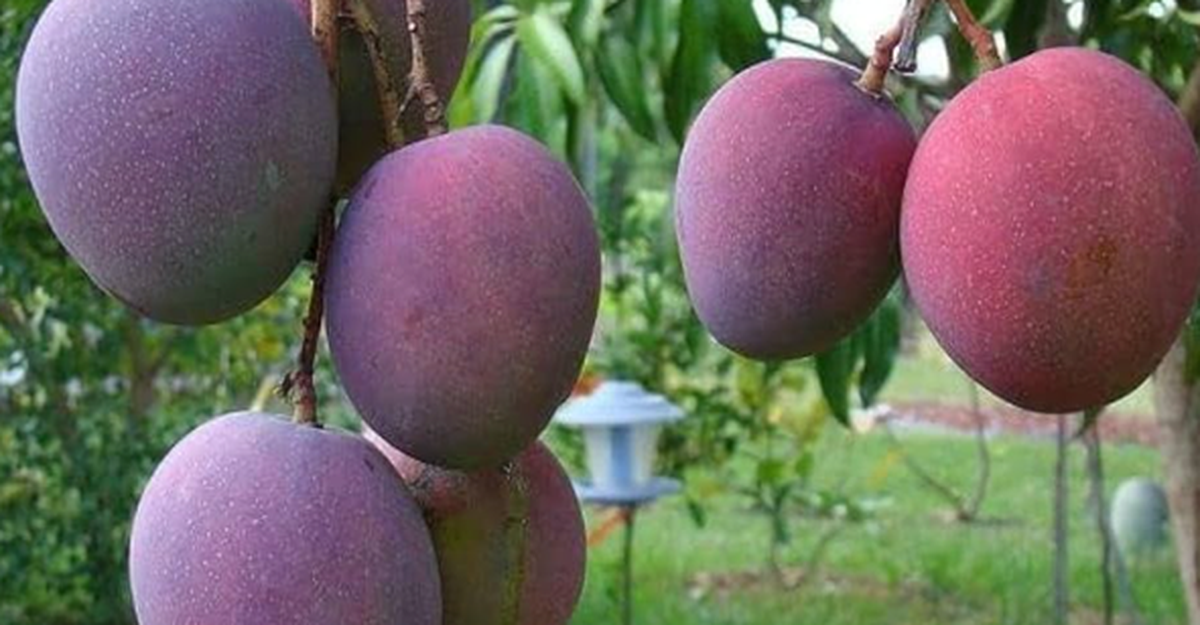 Loại quả ‘trứng của mặt trời’ vừa được đấu giá hơn 16 triệu đồng/cặp tại một quốc gia châu Á, Việt Nam vừa trồng thành công tại TP HCM