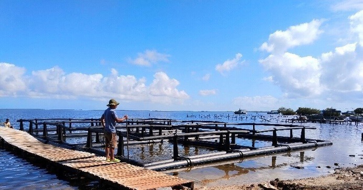 Cuba lao đao vì tôm hùm "biến mất", Việt Nam chung tay cứu ngành xuất khẩu tỷ đô