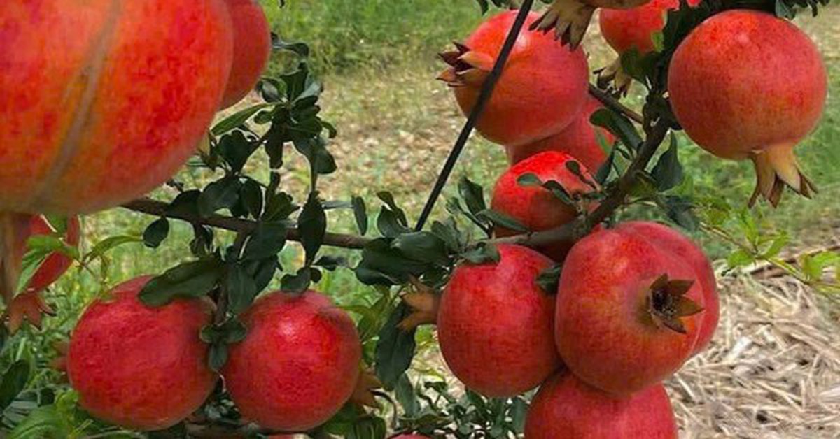 Tin vui cho "tín đồ" trái cây ngoại: 2 loại quả nổi tiếng của Ấn Độ sắp vào Việt Nam, hứa hẹn giá "vừa túi tiền"