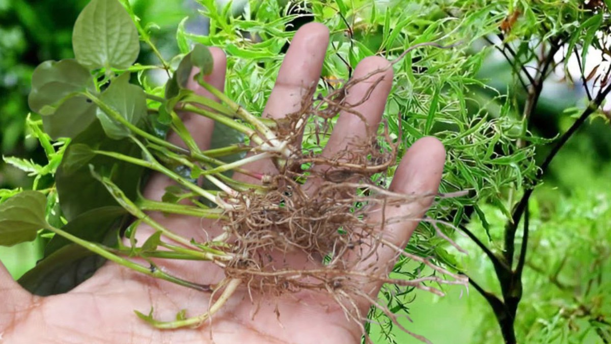 Uống lá đinh lăng, rễ lá lốt: Một người đàn ông nhập viện vì liệt