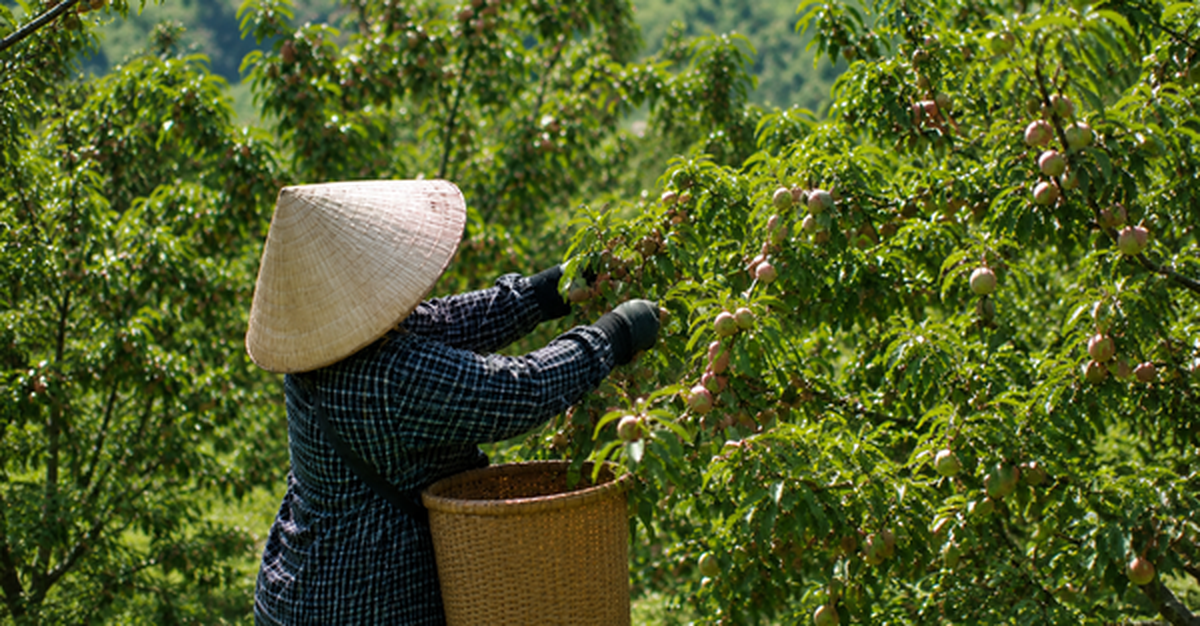 Loại quả bán đầy chợ Việt sang Mỹ thành hàng đắt đỏ: Có nơi giá chạm mốc 700.000 đồng/kg, ai cũng ngỡ ngàng