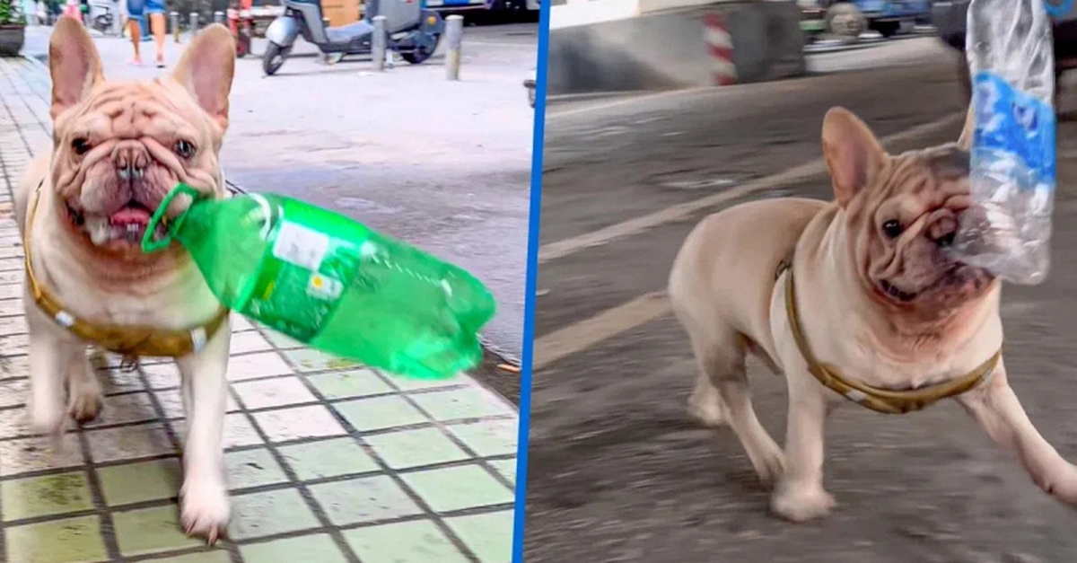Chú chó đang gây sốt vì kiếm được hàng trăm triệu chỉ nhờ nhặt ve chai