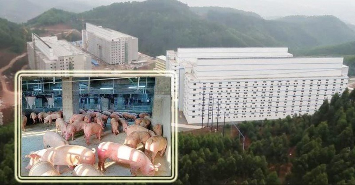 Hà Nội phản hồi đề xuất xây “chung cư” để nuôi lợn