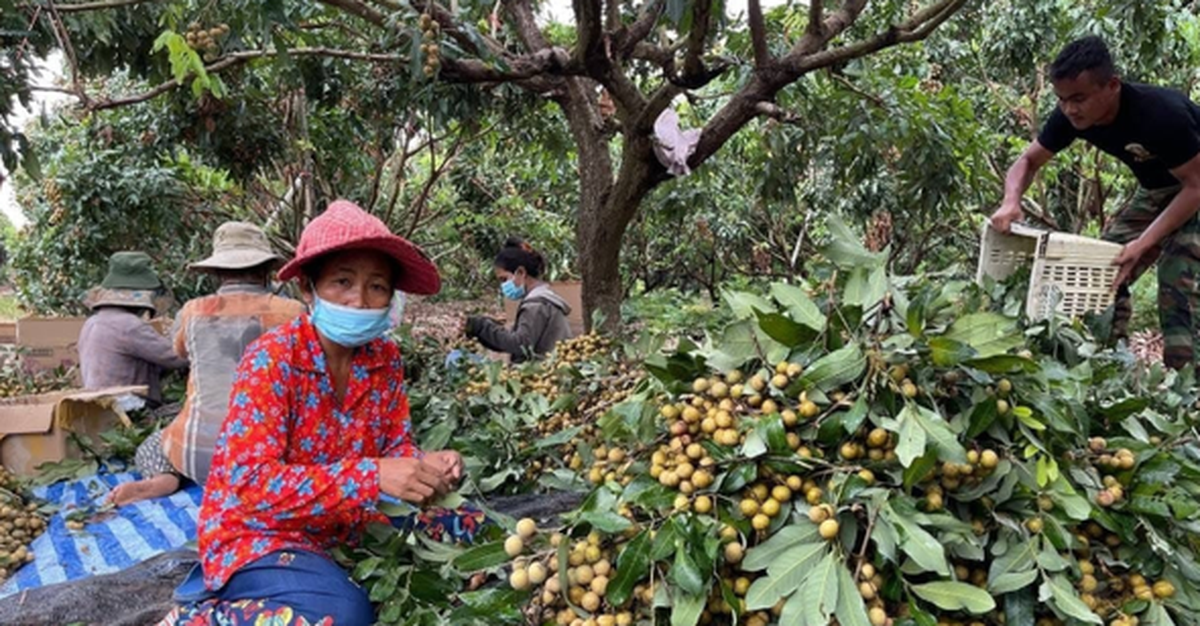 Campuchia quyết tâm làm giàu với loại quả Việt Nam đang trồng rất nhiều: Xuất khẩu trực tiếp sang Trung Quốc, tự tin sẽ mang lại lợi nhuận lớn