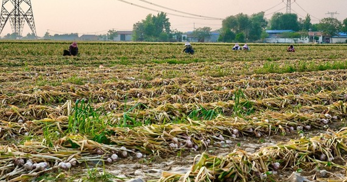 Sau gạo, Indonesia tuyên bố sẽ tự túc một loại nông sản trong vòng 4 năm: Đang phụ thuộc 90% vào Trung Quốc, Việt Nam trồng rất nhiều