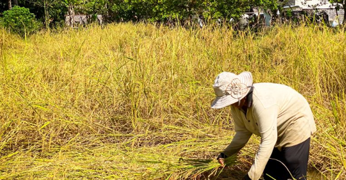 Campuchia quyết tâm làm giàu với loại nông sản Việt Nam đang trồng rất nhiều: Tự tin sẽ xuất khẩu được 1 triệu tấn, vừa thu về hơn 300 triệu USD