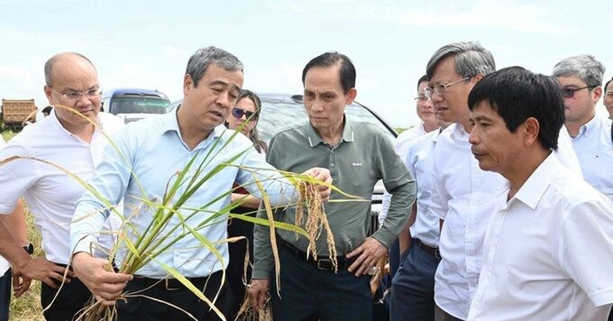 Gặp Bộ trưởng Việt Nam, Bí thư Tỉnh ủy Cuba “ngỏ lời” về lĩnh vực DN Việt lập kỳ tích 9 tấn/ha ở nước bạn