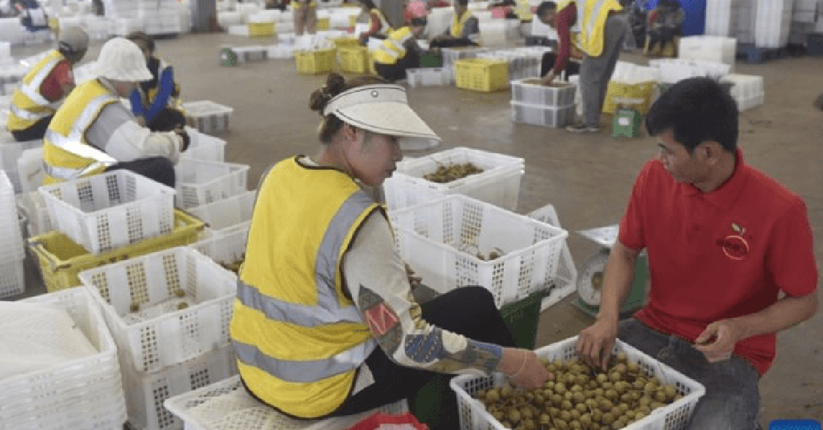 Thương lái Trung Quốc đến tận vườn gom mua một thứ, nhiều nông dân Campuchia đổi đời, đua nhau xây nhà mua xe