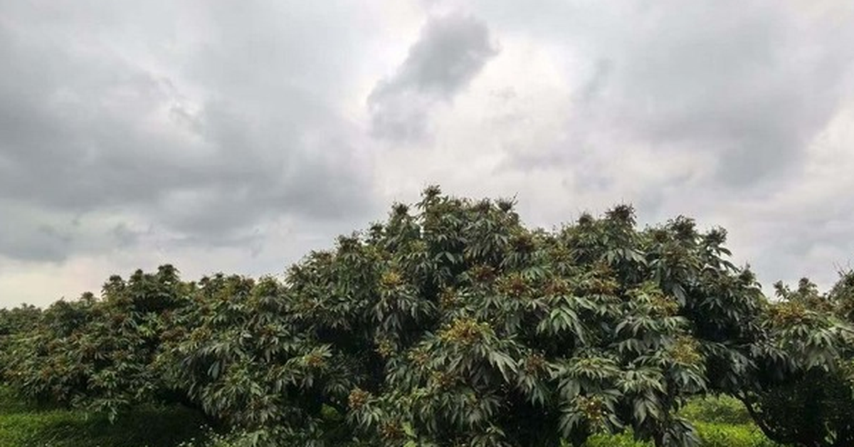 Trung Quốc lo mất trắng loại quả Việt Nam đang vào mùa: Sản lượng giảm đến 80%, giá cao chót vót