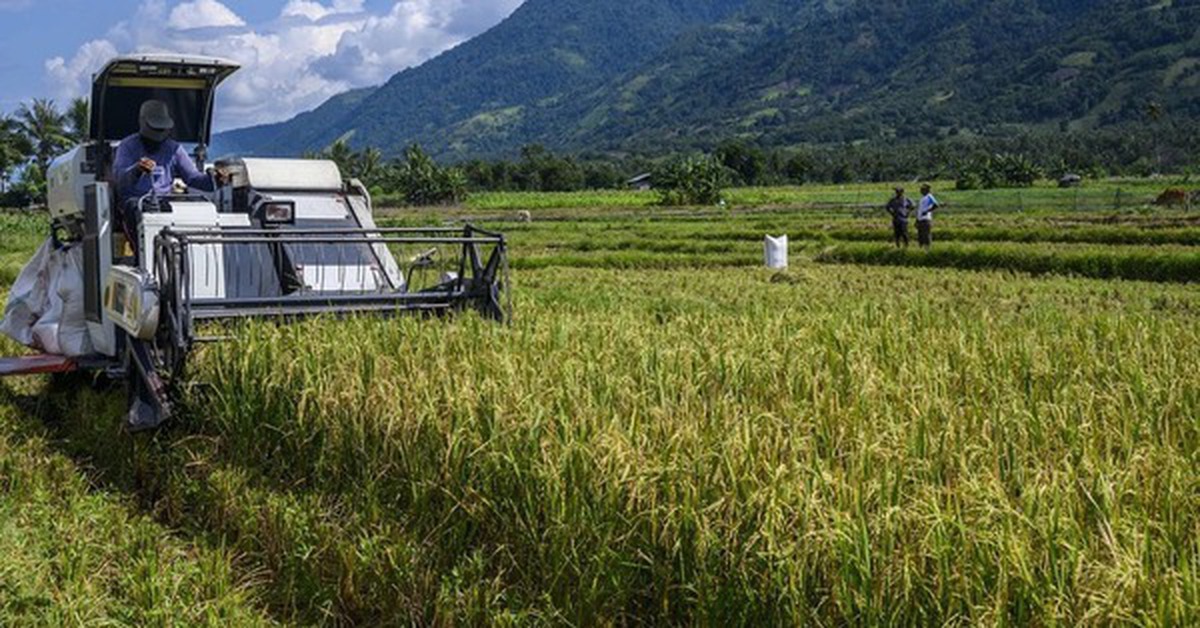 Việt Nam đã triển khai nhiều năm, Indonesia nay mới thử nghiệm cách trồng lúa cho kết quả bất ngờ