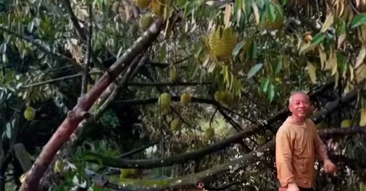 Lốc xoáy kèm mưa lớn làm rụng hơn 50 tấn sầu riêng ở Lâm Đồng