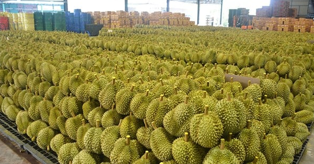 Thái Lan bất ngờ tìm được cứu tinh cho sầu riêng: Doanh số tăng gấp 10 lần chỉ trong 3 tháng, đơn hàng trái cây tăng 134%
