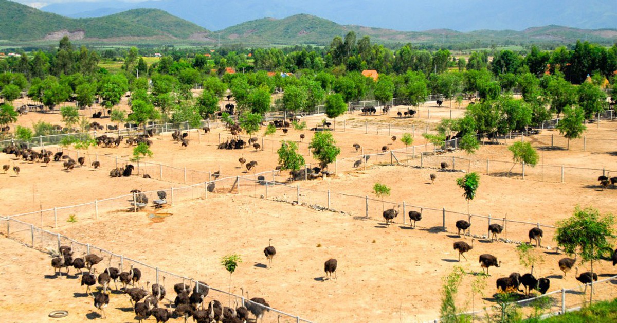 Bỏ nghề kỹ sư về quê nuôi con chim khổng lồ không biết bay, anh nông dân xây trang trại doanh thu tiền tỷ