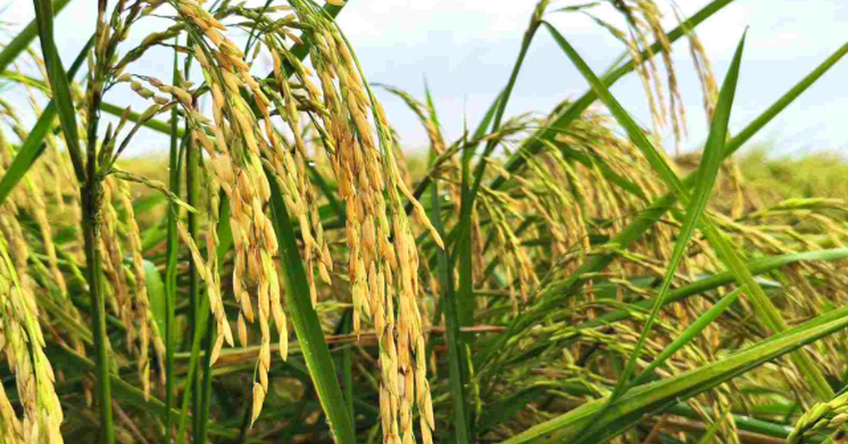 Một khách hàng của gạo Việt ra thông báo ngừng nhập khẩu