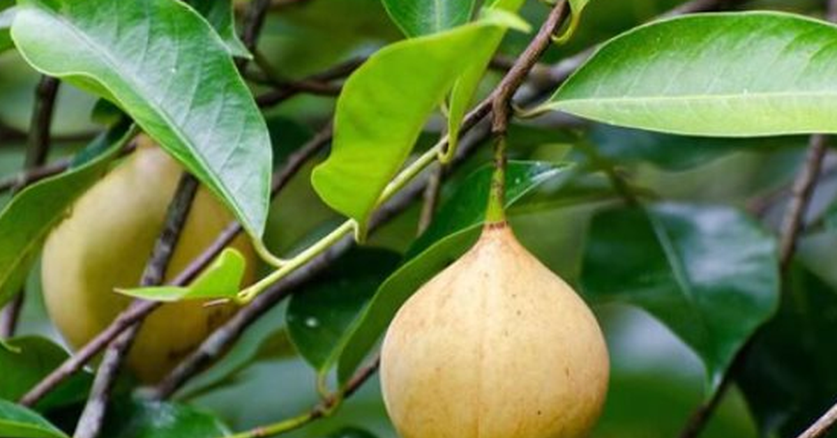 Đắt hơn sầu riêng, Việt Nam trồng được một loại ‘sản vật’ đắt đỏ thứ 3 thế giới: Giá gần 8.000 USD/tấn, ít nhất 3 năm mới cho thu hoạch