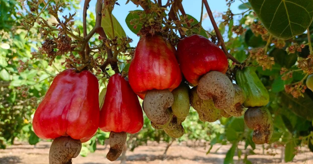 Campuchia quyết tâm làm giàu từ loại ‘sản vật’ Việt Nam đang dẫn đầu thế giới: Vừa thu về hơn 1,4 tỷ USD, diện tích trồng hơn 500.000 ha