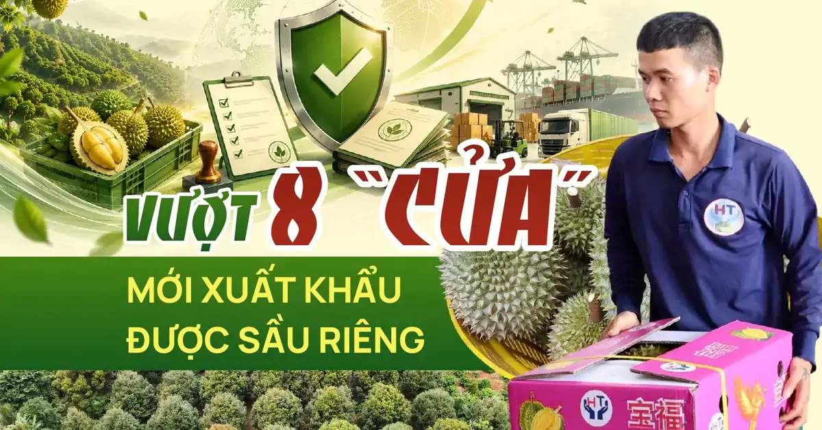 Doanh nghiệp phải vượt 8 "cửa" mới xuất khẩu được sầu riêng