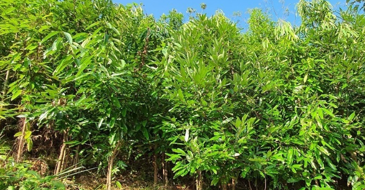 Không phải sầu riêng, Việt Nam sở hữu một loại báu vật nông sản giá hơn 2.500 USD/tấn: Xuất khẩu dẫn đầu thế giới, nước ta cùng Trung Quốc cạnh tranh ngôi vương