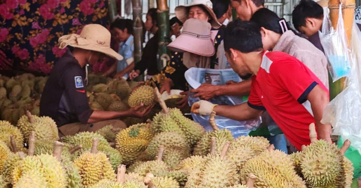 Chưa kịp mừng vì xuất khẩu sang Trung Quốc tăng mạnh, sầu riêng Campuchia lại gặp sóng gió