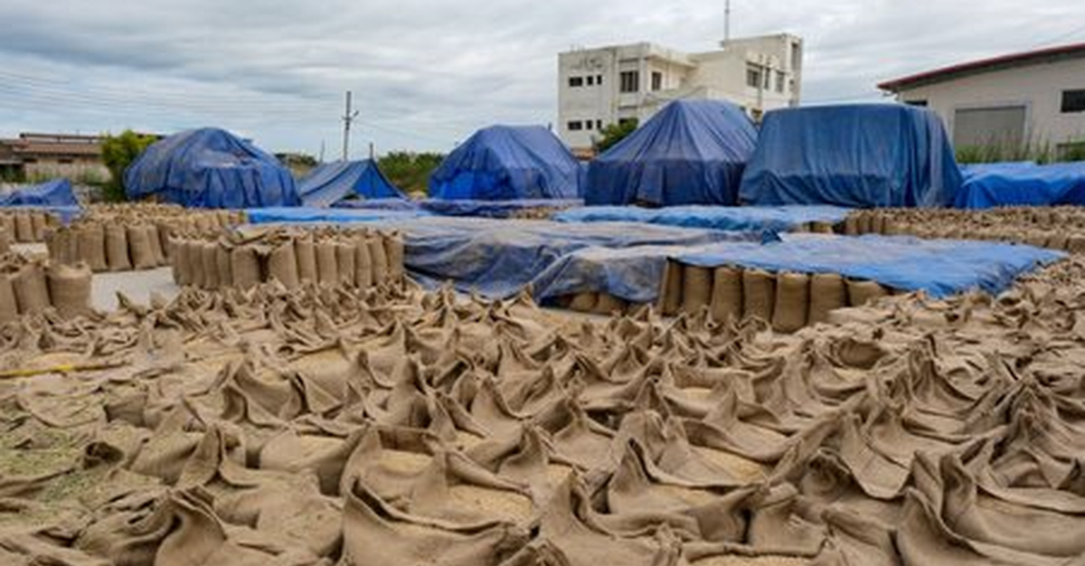 Vừa tuyên bố sẽ tự túc lương thực, khách ruột của gạo Việt lên kế hoạch đẩy mạnh xuất khẩu: 200.000 tấn sẽ xuất đi những đâu?