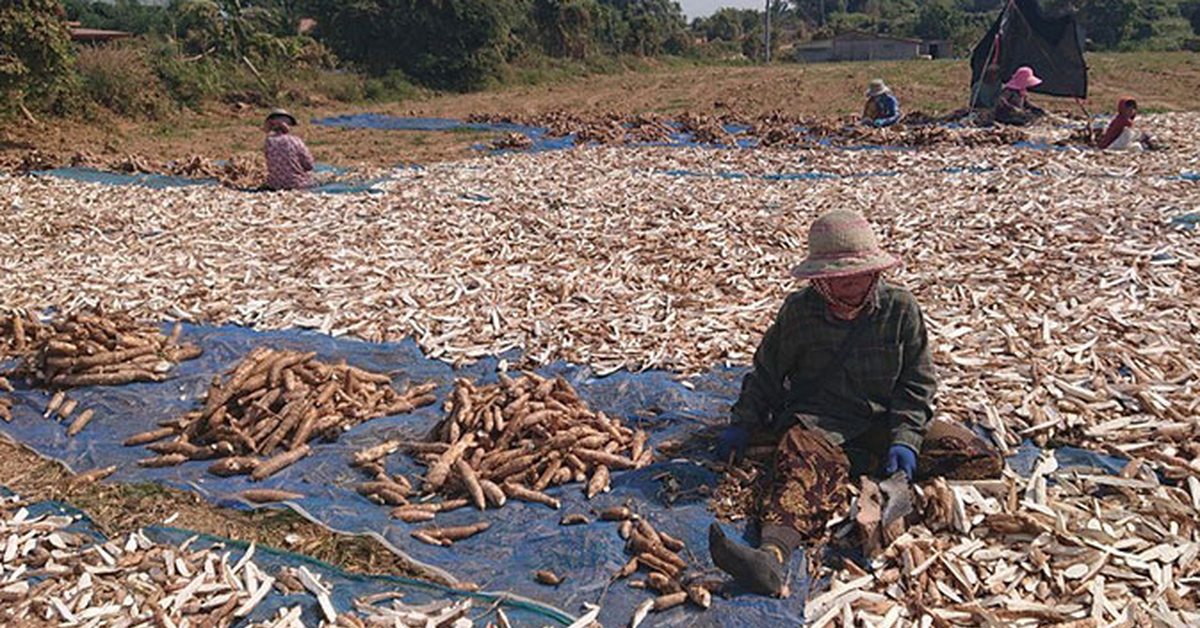 Không phải gạo hay sầu riêng, Campuchia quyết tâm làm giàu với mặt hàng Việt Nam đang trồng rất nhiều: Đây là mỏ vàng mới của chúng tôi!