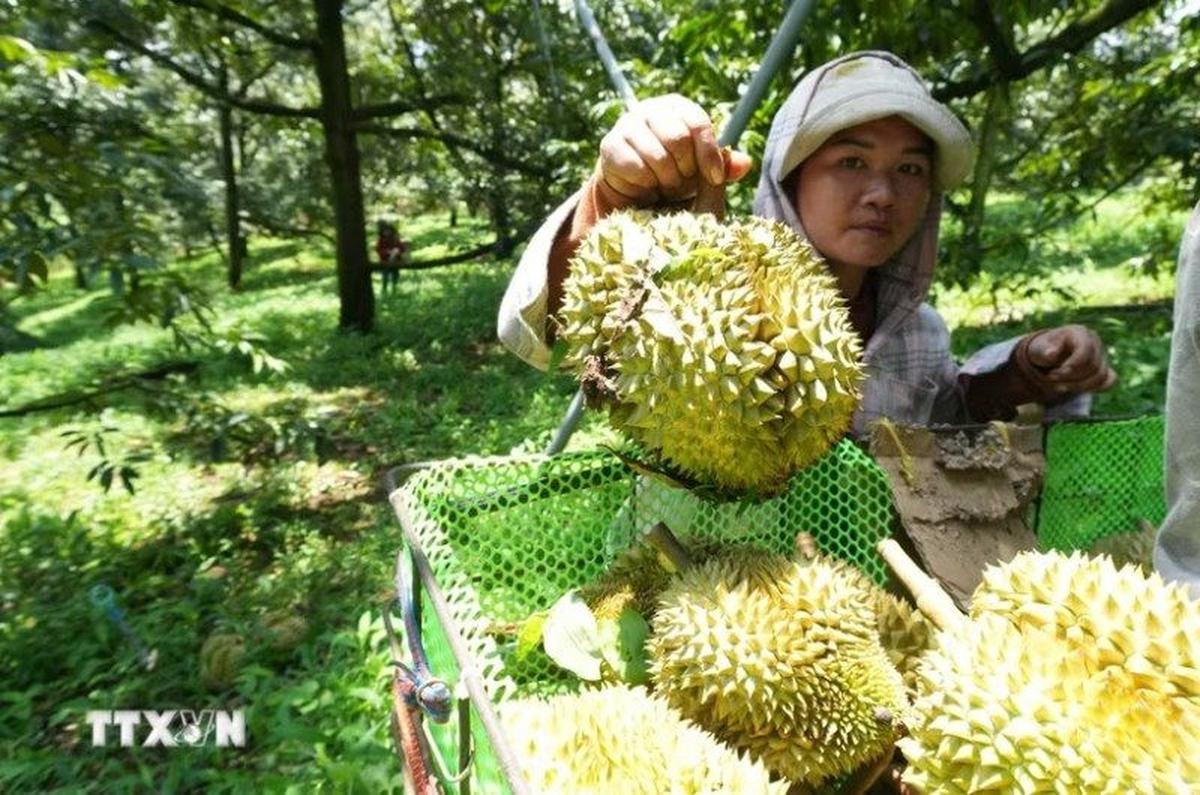 Sầu riêng "nương danh" Vinfast, hàng Việt chờ kỳ tích tại thị trường tỷ dân